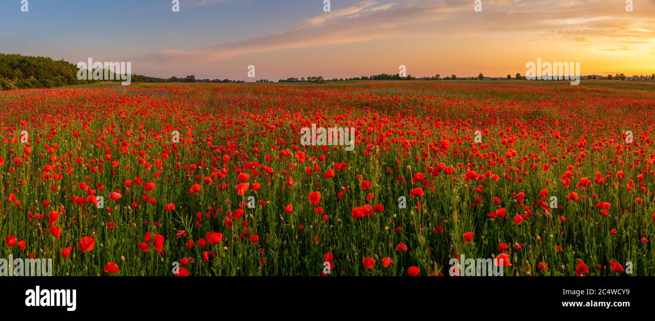 Poppy flower in field sun hi-res stock photography and images - Alamy