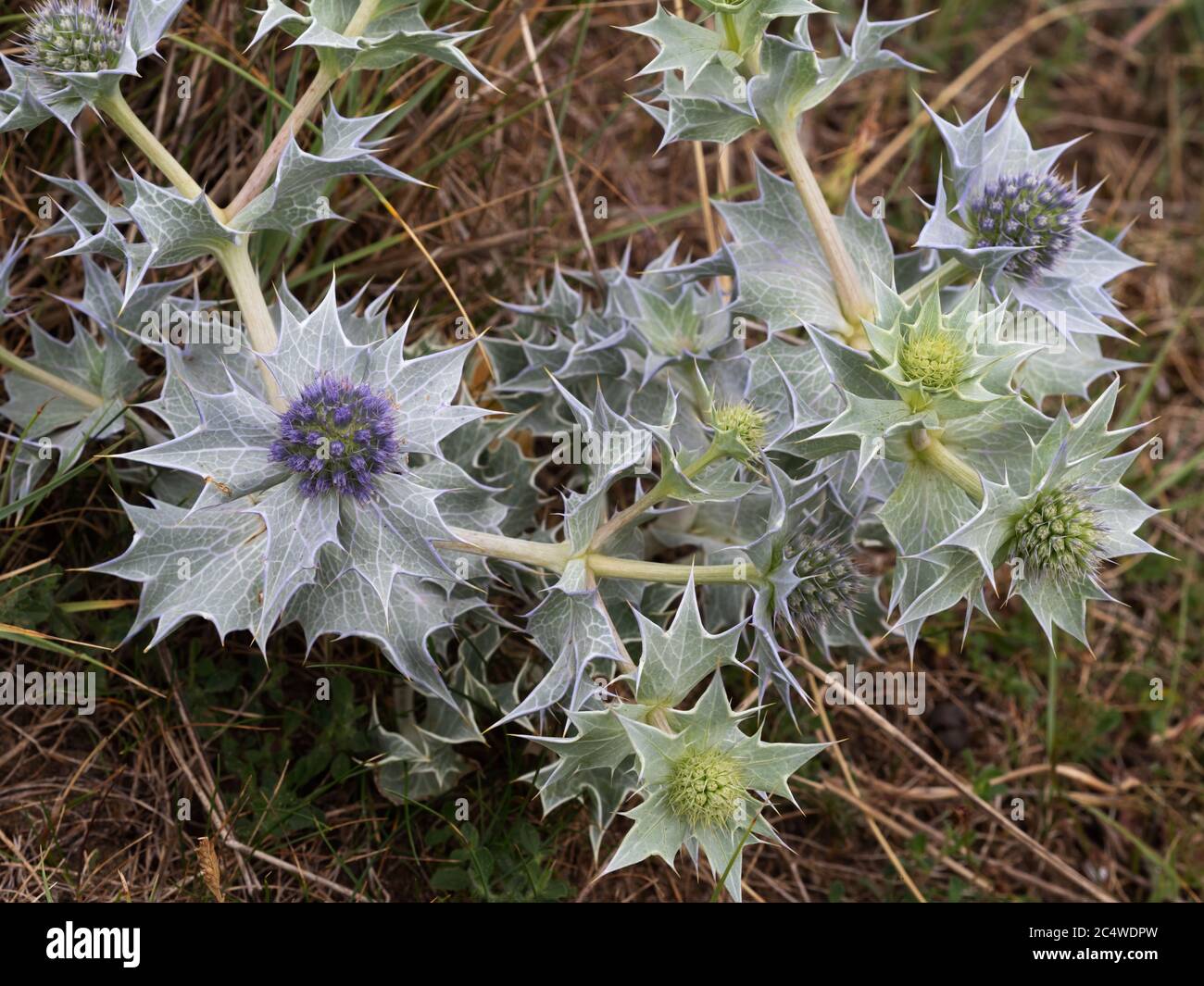 Sea holly aka Eryngo plant in flower. Eryngium maritimum. Historical aphrodisiac. Stock Photo