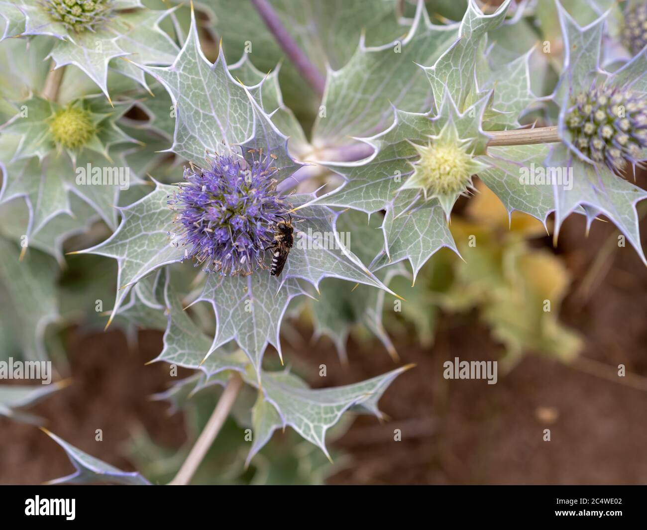 Sea holly plant in flower with bee. Eryngium maritimum and coelioxys. Stock Photo