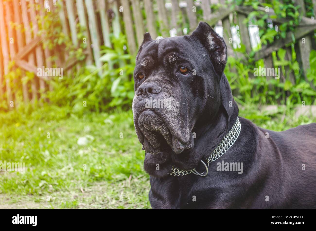 Cane Corso sits on the meadow, guards the yard Stock Photo Alamy