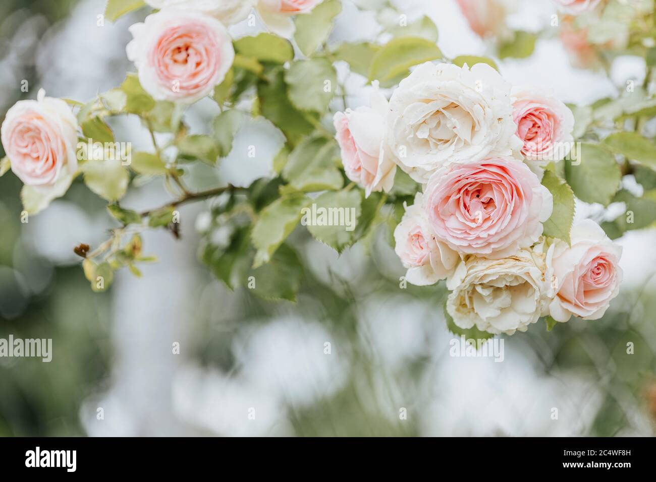 Garden spray of pink roses close up. Green leaves on branches and ...