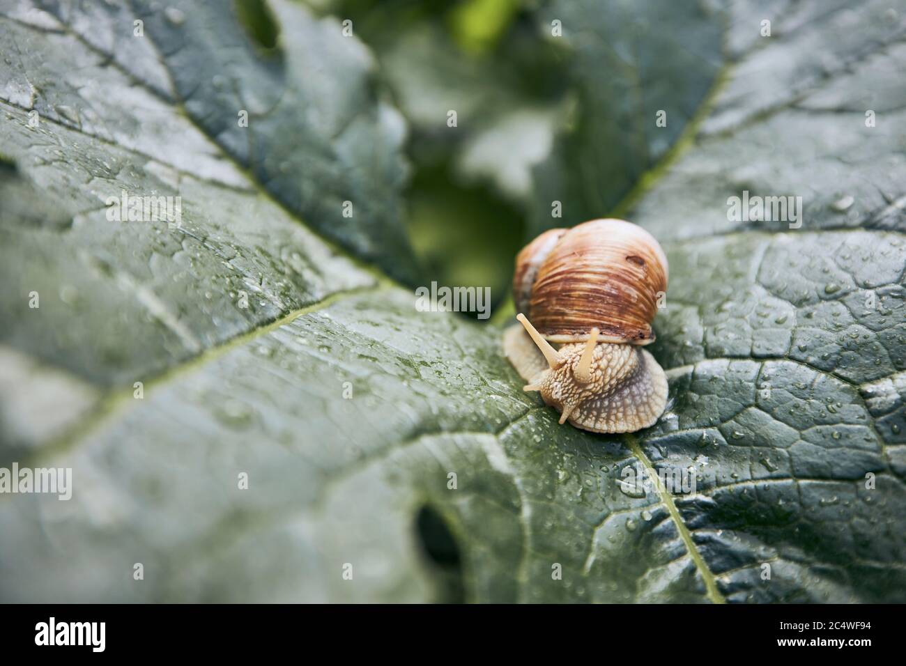 Close-up of crawling snail on leaf in garden. Stock Photo