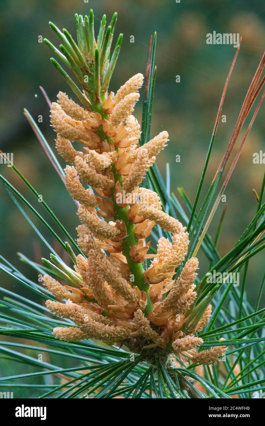 Macedonian Pine (Pinus peuce), male pine cone Stock Photo