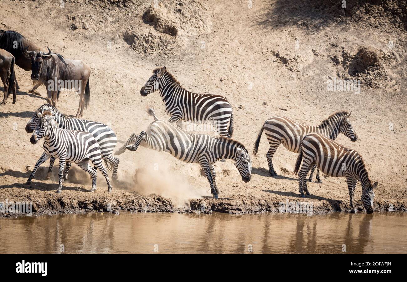 An aggressive female zebra kicking other zebra at Mara River's edge with wildebeest waiting to drink in Kenya Stock Photo