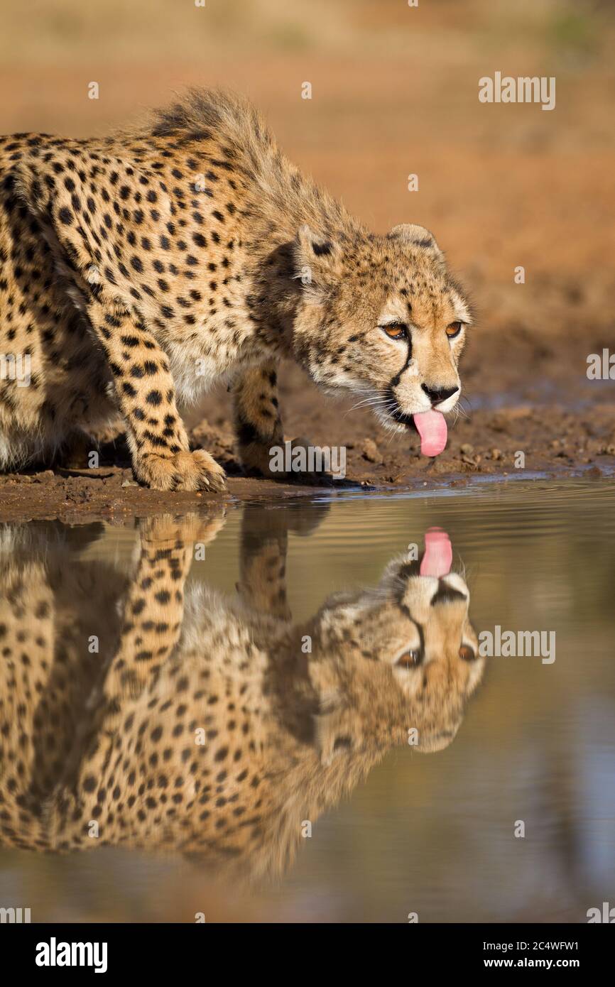 Vertical portrait of a beautiful cheetah with amber eyes and her pink tongue out drinking from a dam in the sunset in Kruger Park South Africa Stock Photo