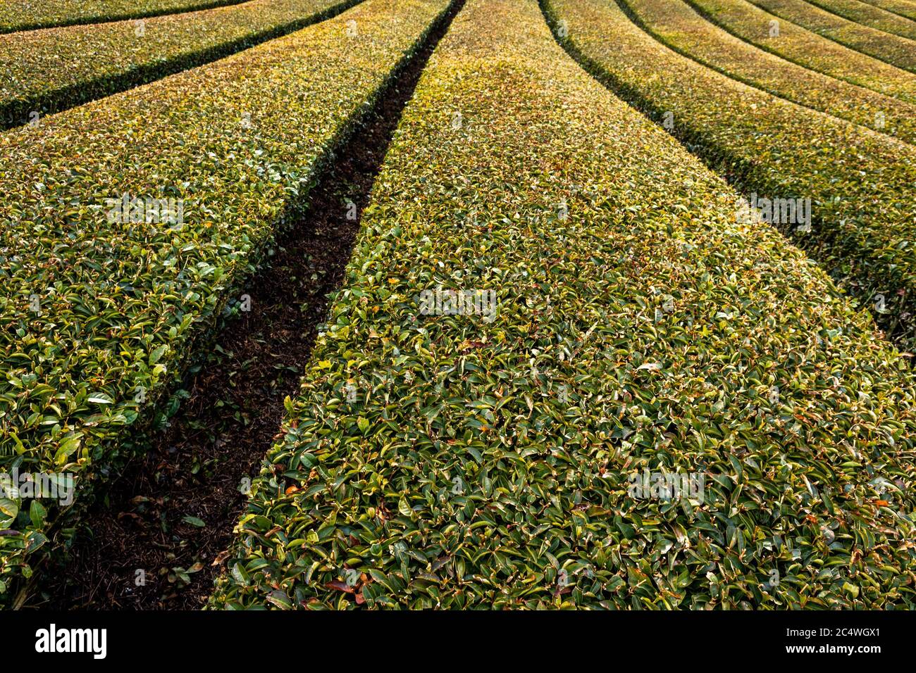 Ishidera Tea Fields of Green Uji Tea plantation in Wazuka town in Kyoto prefecture of Japan Stock Photo