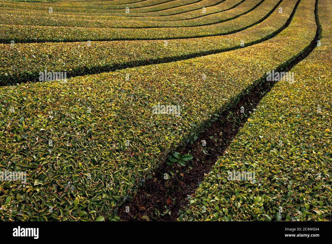 Ishidera Tea Fields of Green Uji Tea plantation in Wazuka town in Kyoto prefecture of Japan Stock Photo