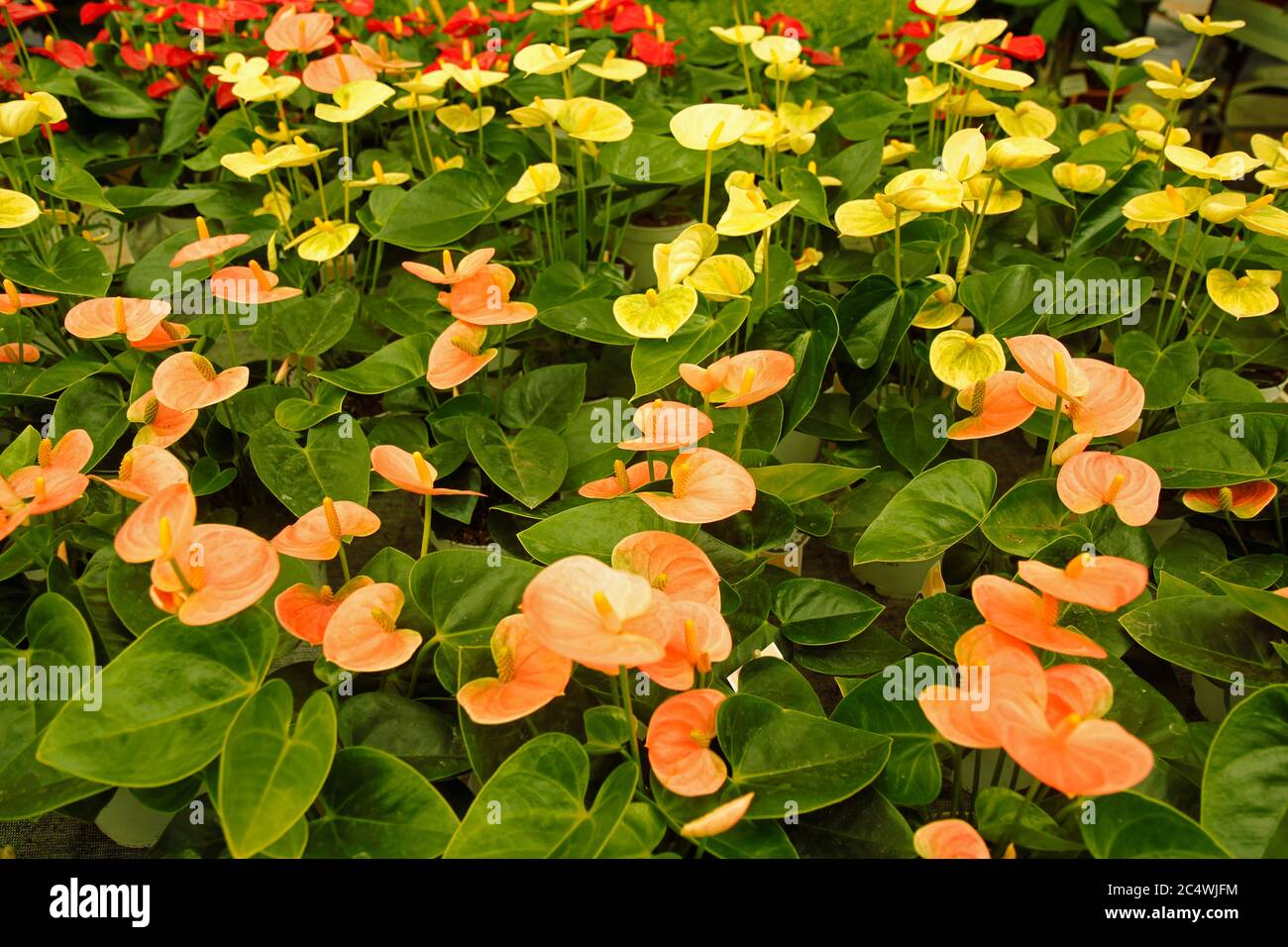 elefantenohr alocasia zebrina Alocasia Zebrina Pfeilblatt – vielgrün main image 0