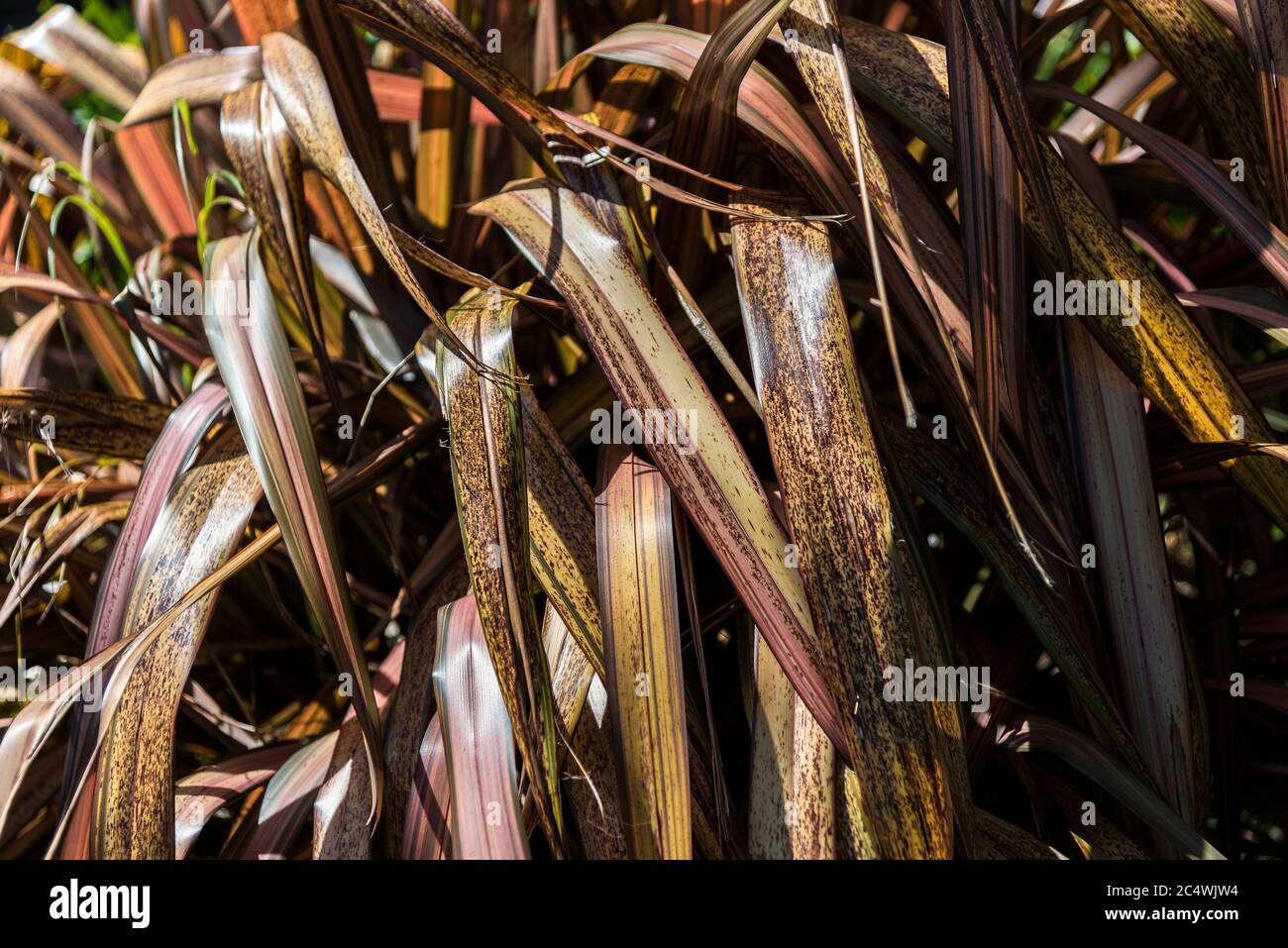 The leaves of a Phormium Bronze Warrior Phormium tenax purpureum New Zealand Flax plant. Stock Photo