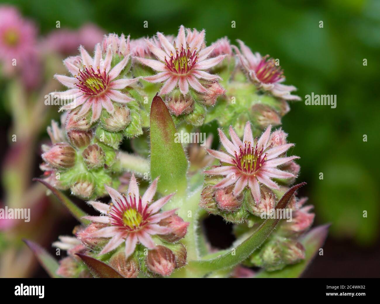 Sempervivum tectorum, the common houseleek Stock Photo
