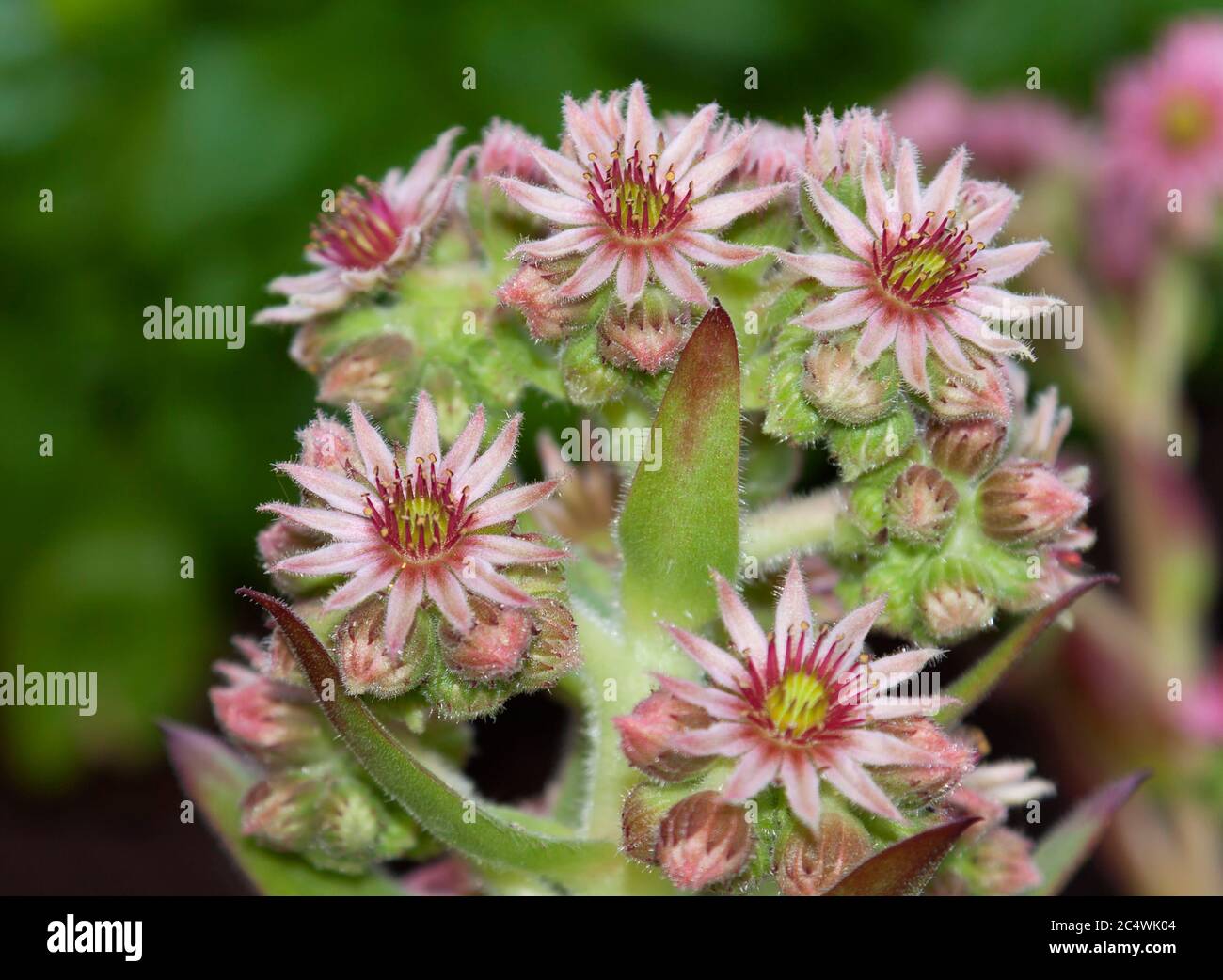Sempervivum tectorum, the common houseleek Stock Photo
