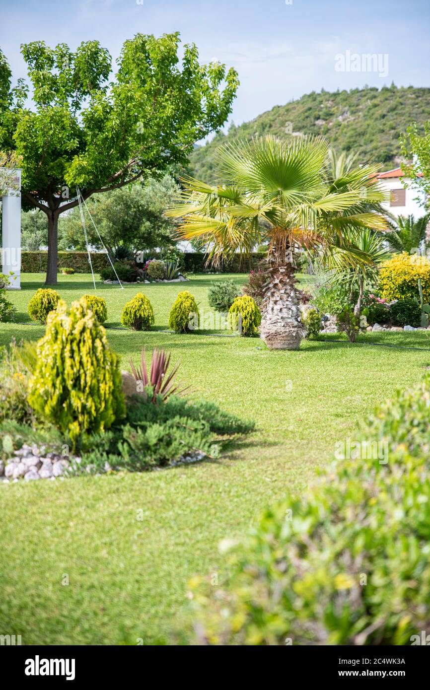 Private garden with different flowers, plants and a small palm tree in ...
