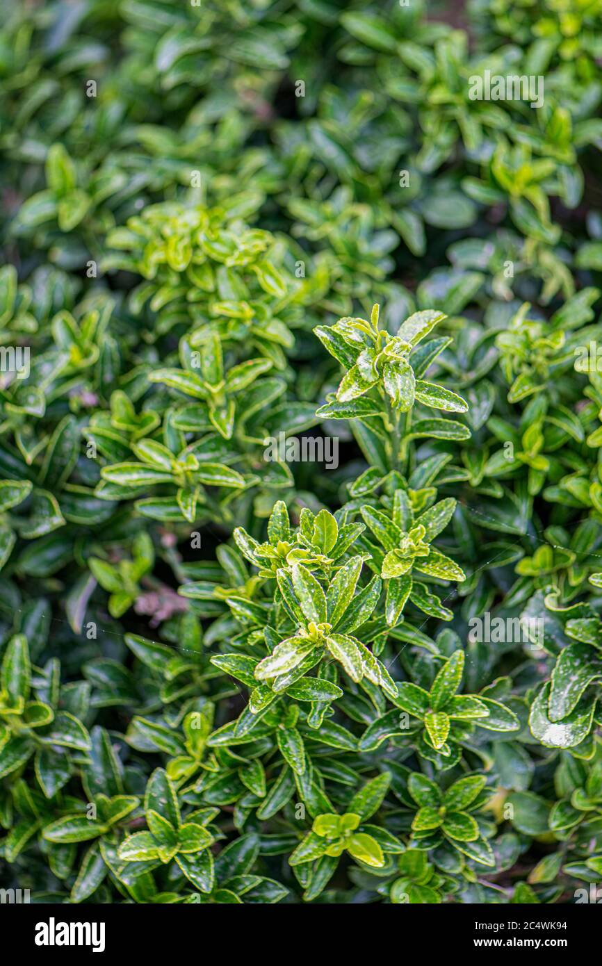 Euonymus japonicus or Japanese euonymus green and yellow shrub plant in