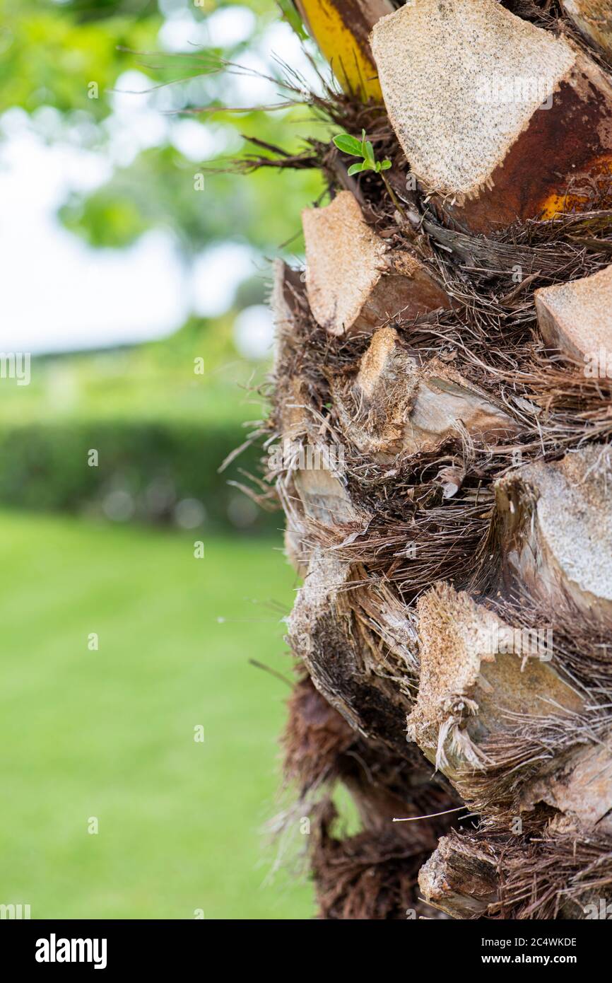 Palm tree trunk close up photo, summertime Stock Photo Alamy