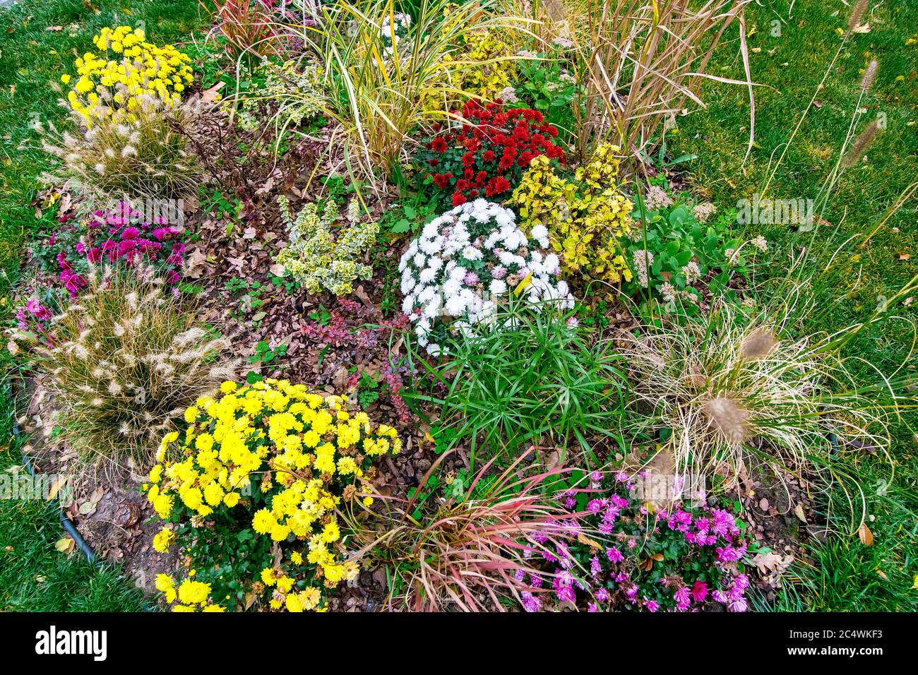 Landscaping of a summer flower bed with blooming flowers and mulching