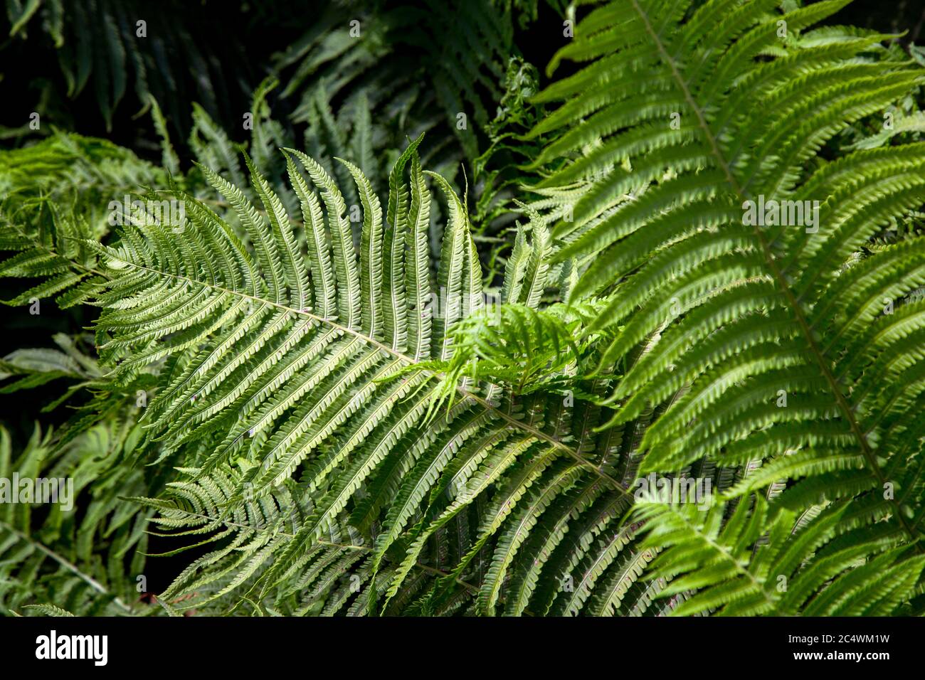 Bed of fern leaves hi-res stock photography and images - Alamy