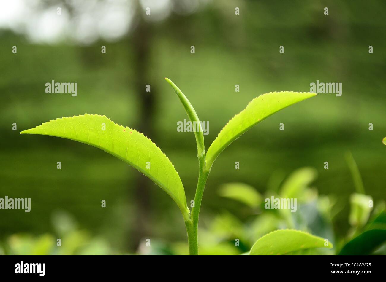 Closeup of tea leaves growing in tea garden at Kerala in India Stock