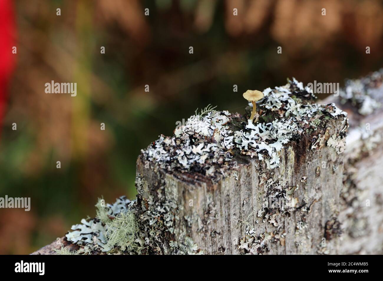 Fence post with lichens and a tiny mushroom. Stock Photo