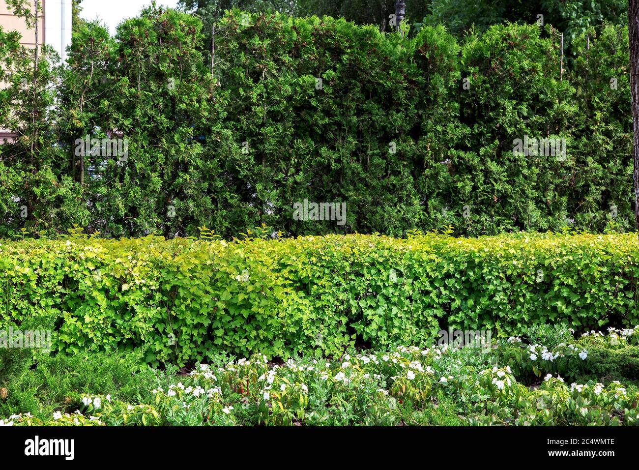 Green hedge of evergreen thuja and summer leafy bushes and green flowers with white blossoms, texture of plants gardening. Stock Photo