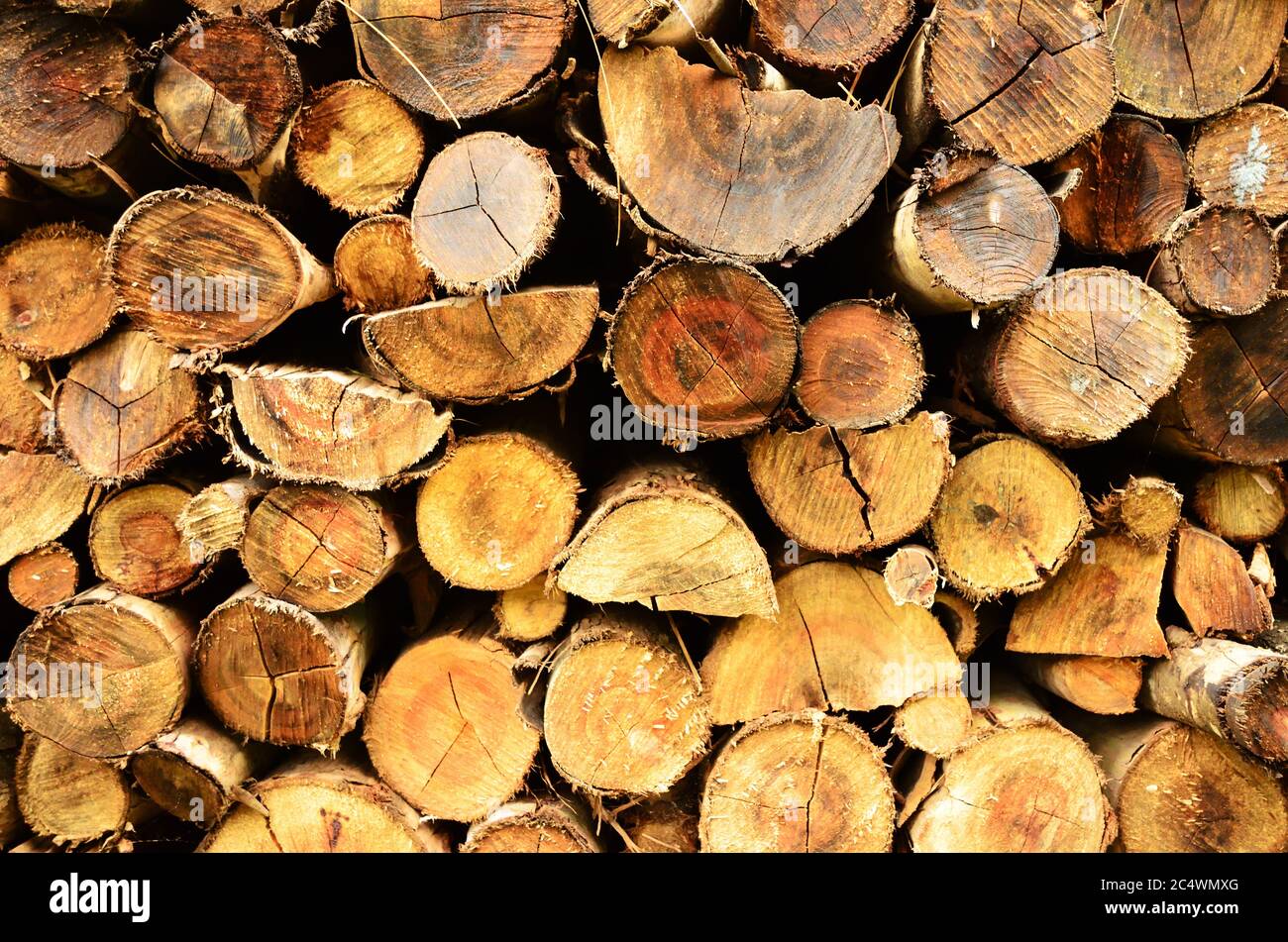 Cross section of tree logs as a background Stock Photo Alamy