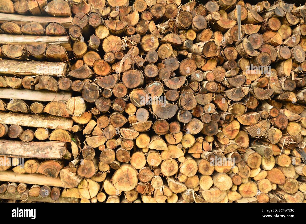 Cross section of tree logs as a background Stock Photo Alamy