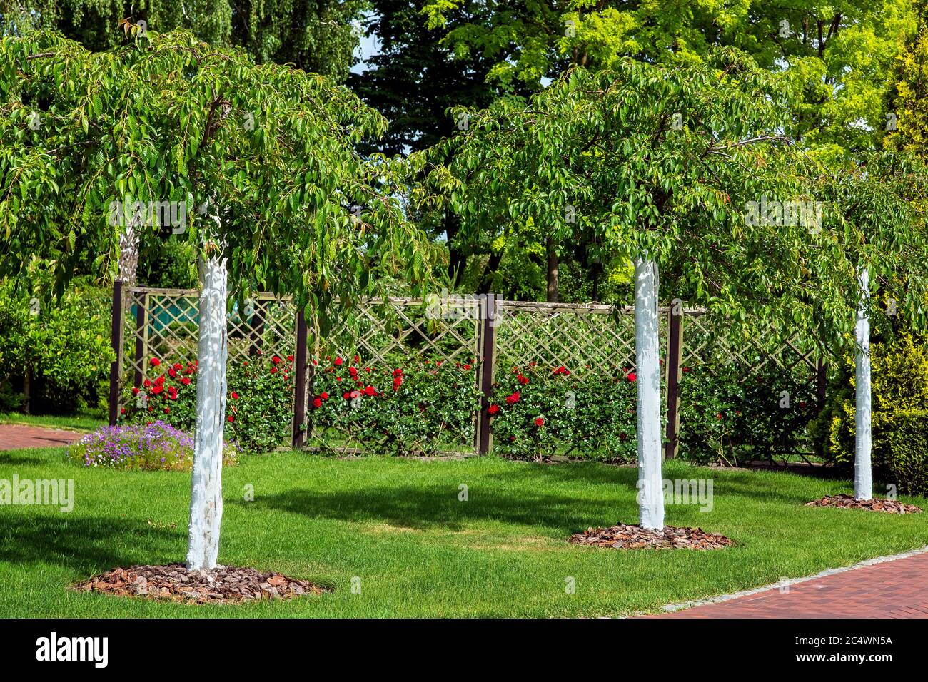 Garden with planted young whitewashed trees in the background a rose garden  with rose bushes on a wooden fence, a backyard with green plants and bloss  Stock Photo - Alamy