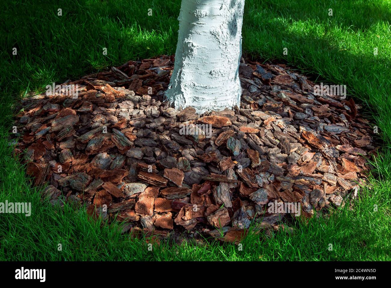 Mulching tree bark around a whitewashed tree trunk closeup with a