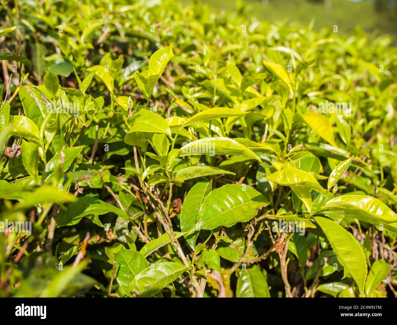 Tea leaves on a plantation near the city of Munar. India. Stock Photo