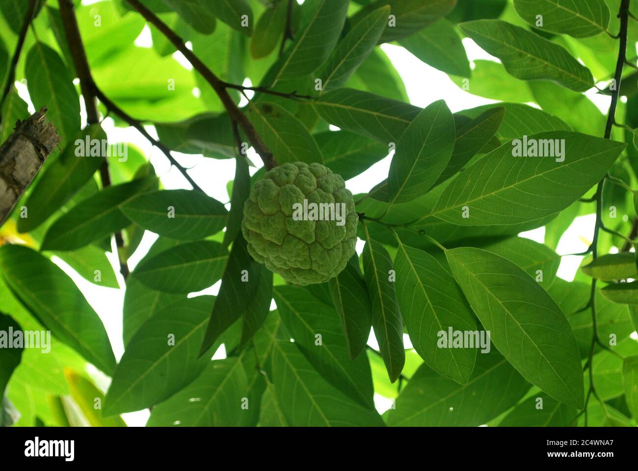 Fresh custard apple is extracted as an insect repellent Stock Photo Alamy