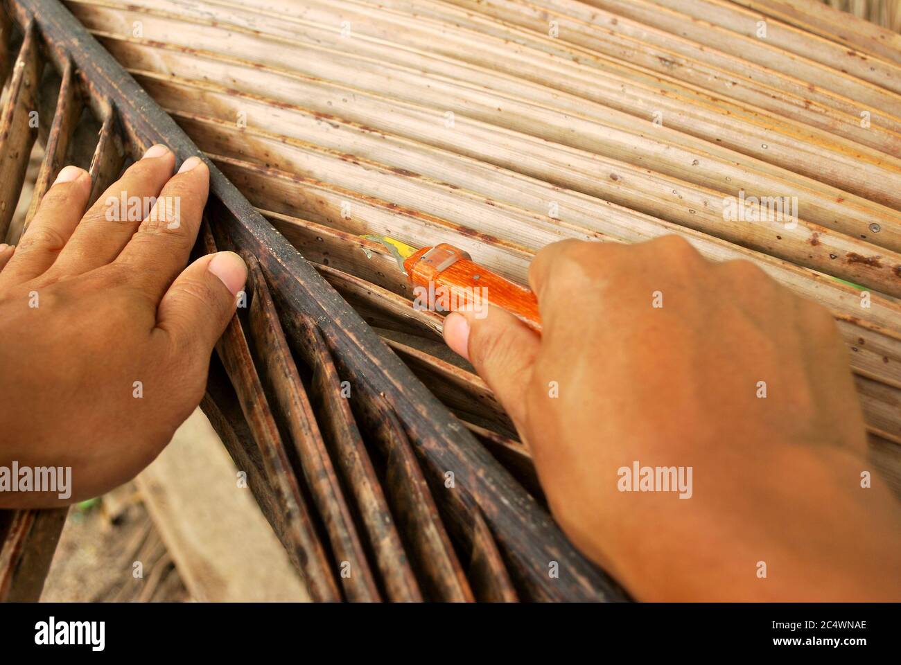 How to choose the way of coconut grove. How to cut the coconut tree