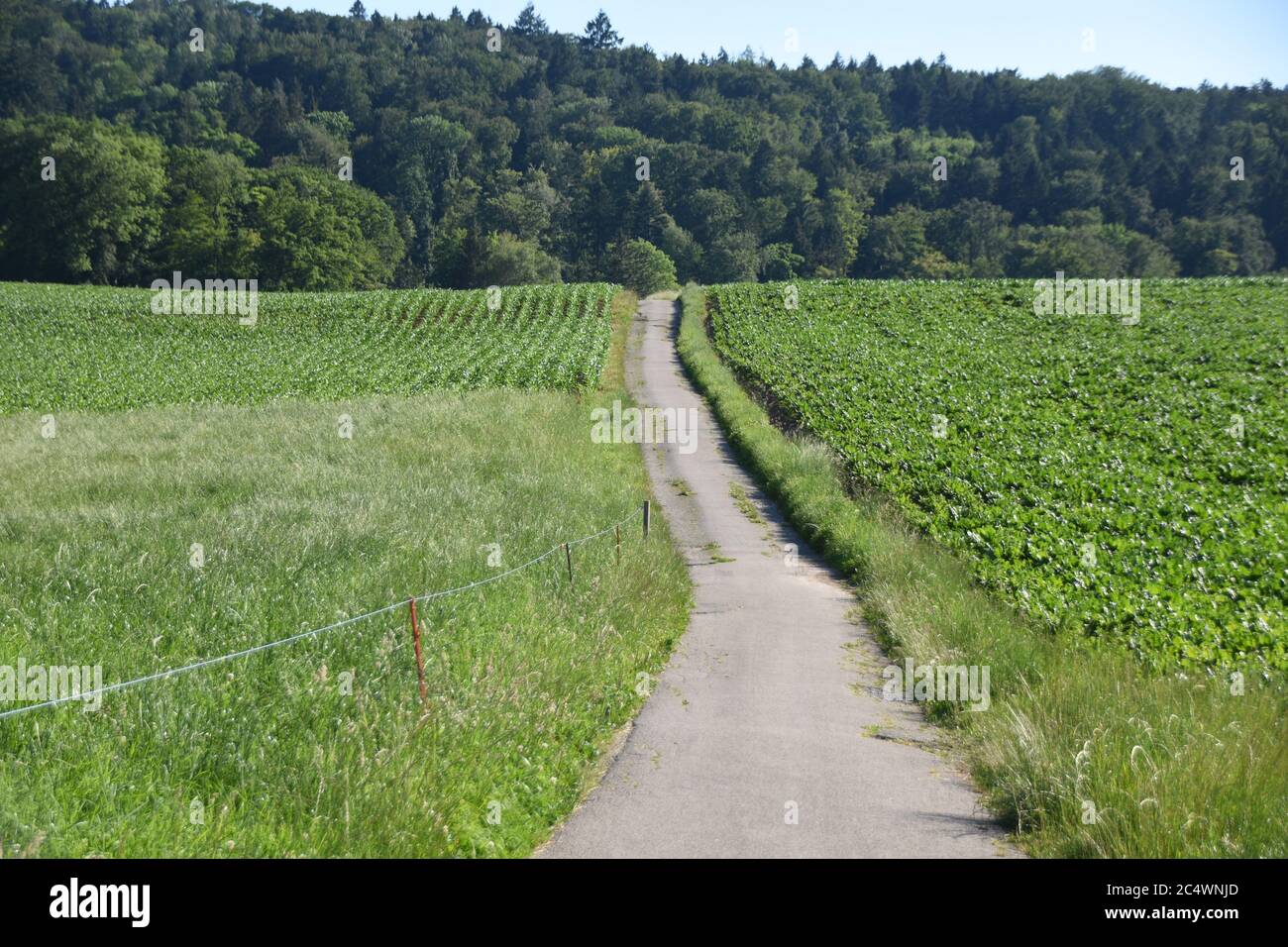 Empty bike lane or cycle lane in Switzerland countryside in time of lock down due to Corona virus, Covid-19 between two greenfield during sunny day Stock Photo