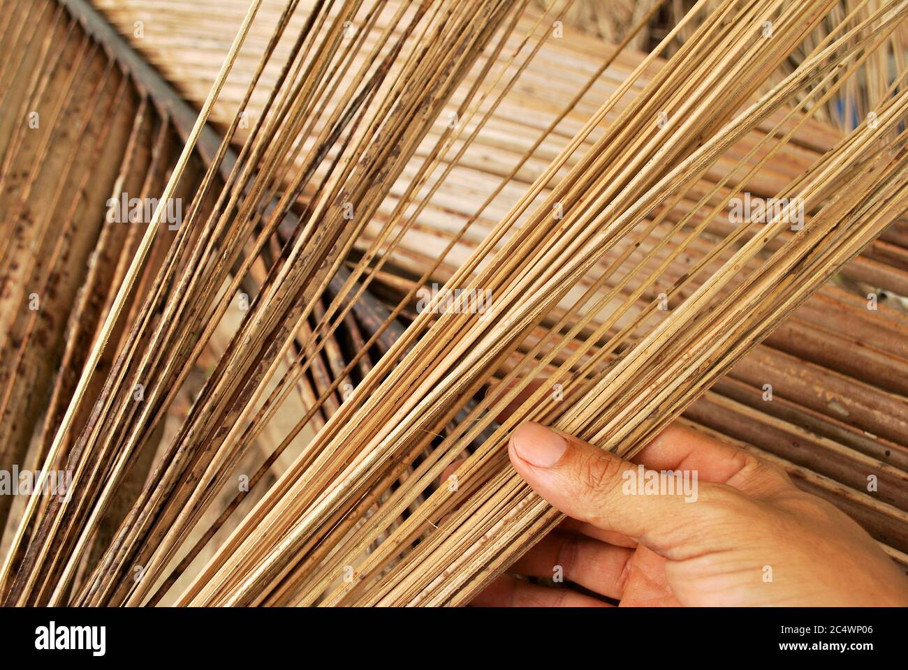 How to choose the way of coconut grove. How to cut the coconut tree