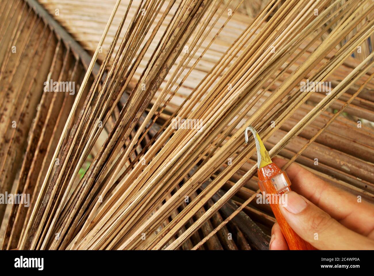 How to choose the way of coconut grove. How to cut the coconut tree