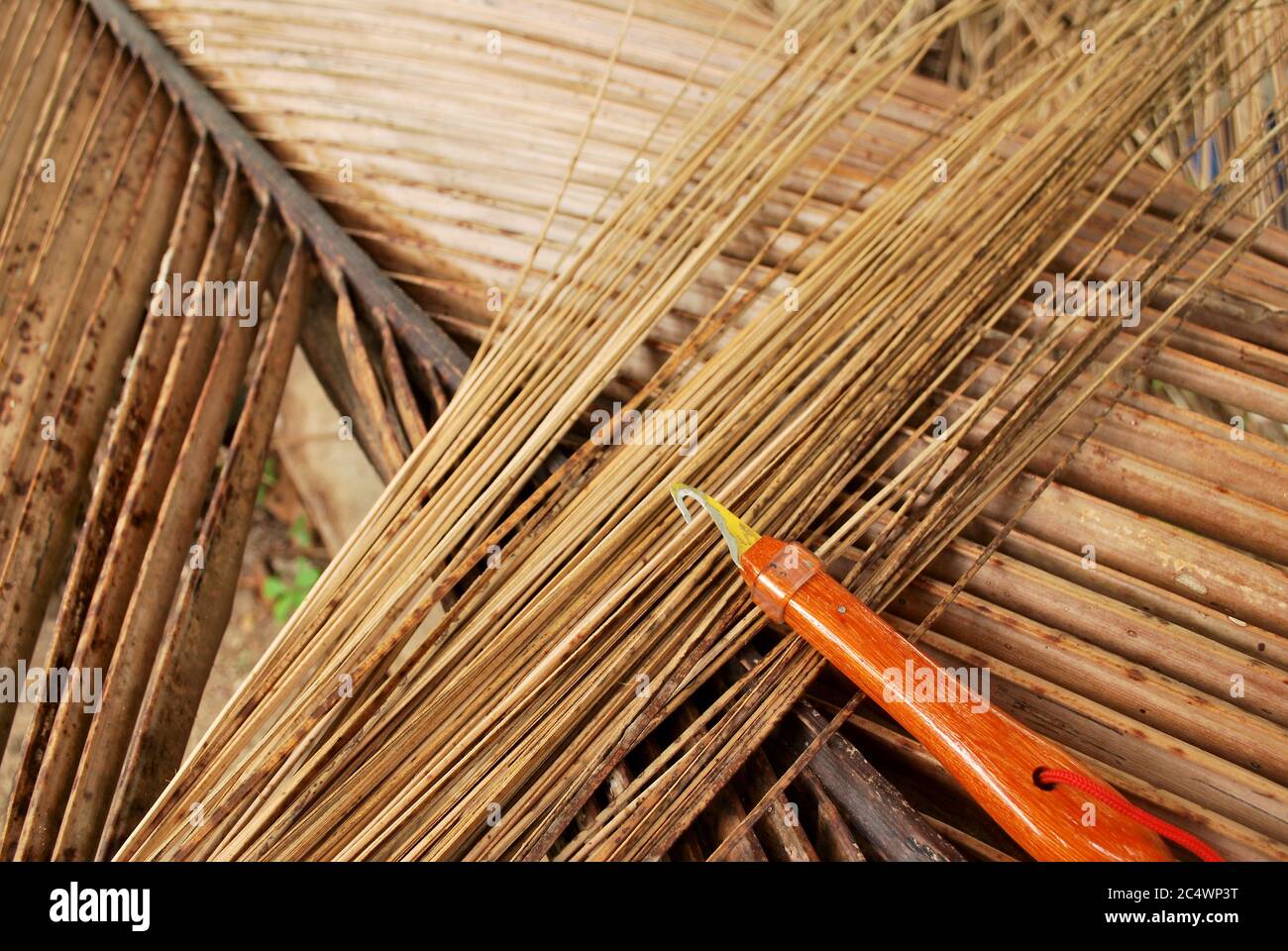 How to choose the way of coconut grove. How to cut the coconut tree