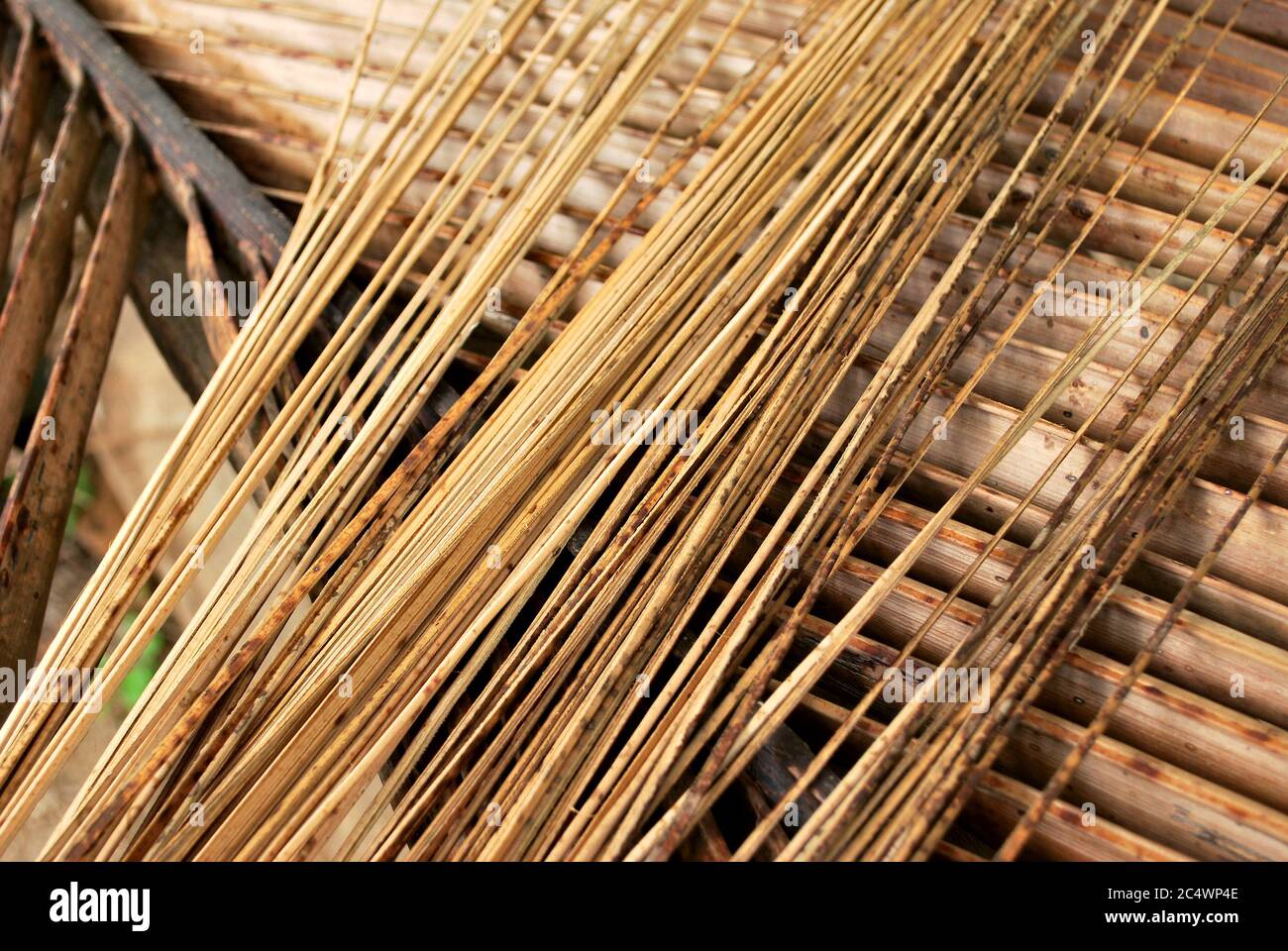 How to choose the way of coconut grove. How to cut the coconut tree