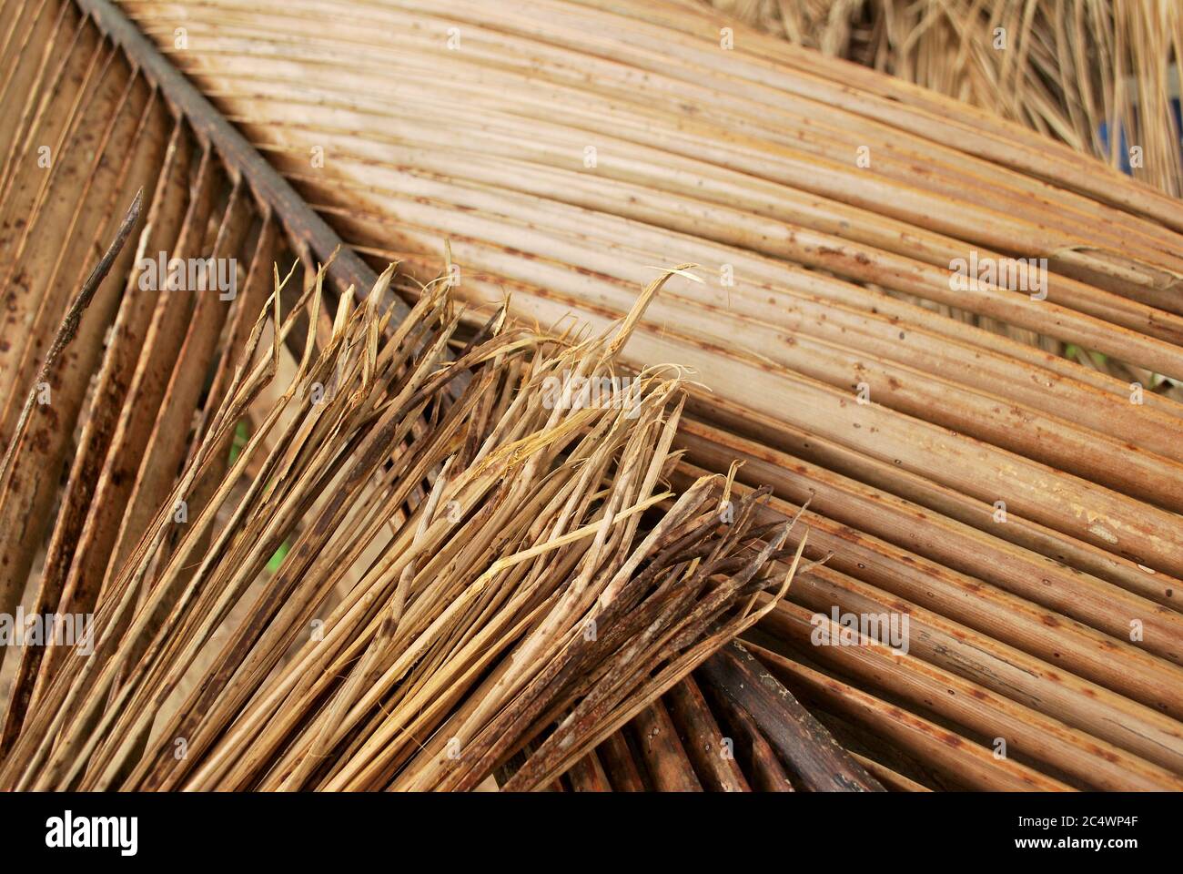 How to choose the way of coconut grove. How to cut the coconut tree