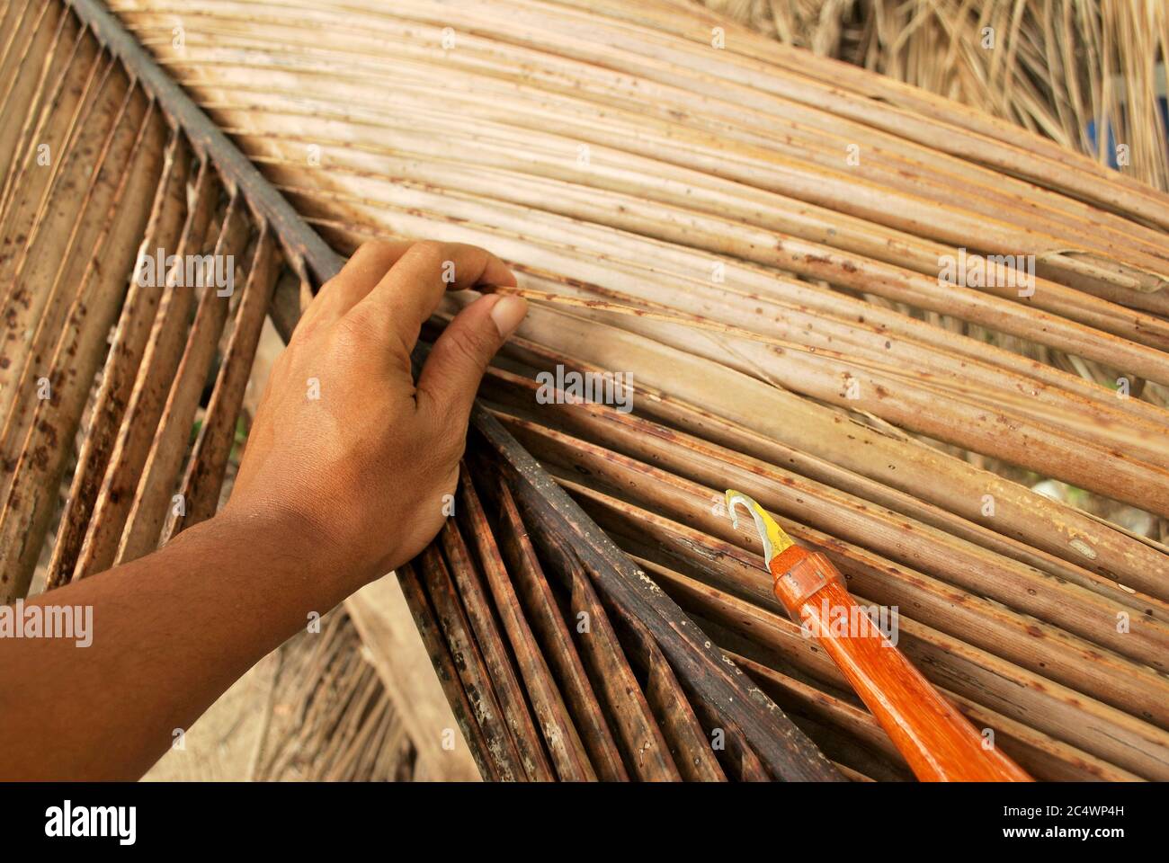 How to choose the way of coconut grove. How to cut the coconut tree