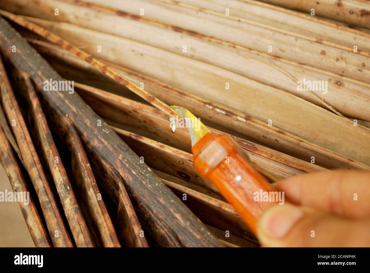 How to choose the way of coconut grove. How to cut the coconut tree