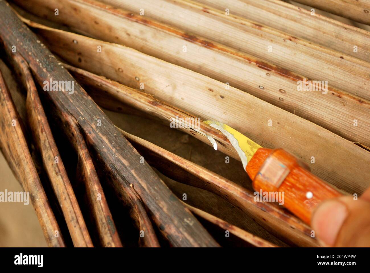 How to choose the way of coconut grove. How to cut the coconut tree