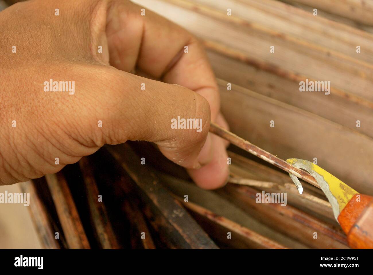 How to choose the way of coconut grove. How to cut the coconut tree