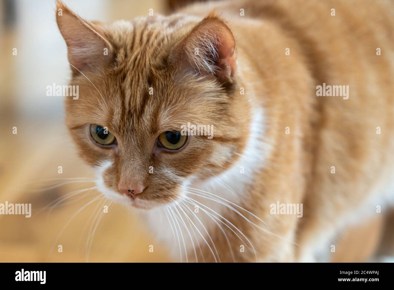 Common ginger cat Stock Photo