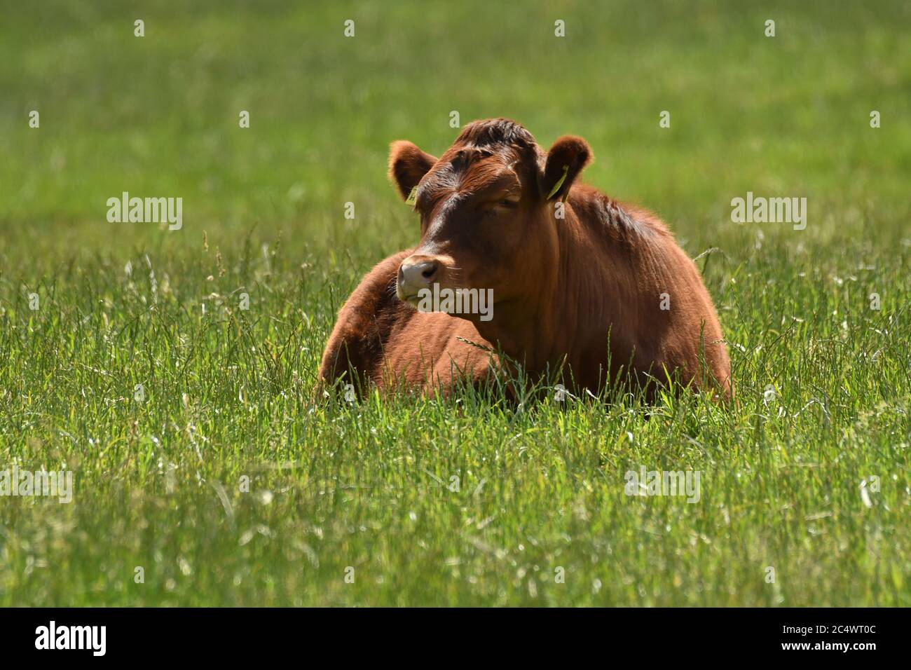 Breeding cow lying dawn on the grass. Stock Photo