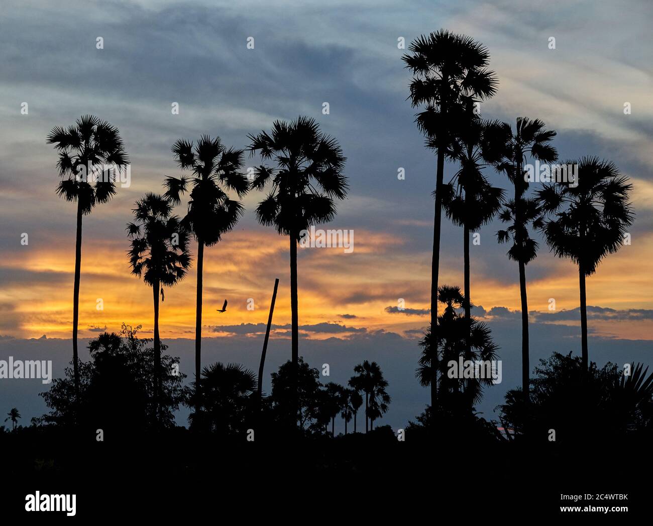Tall palm trees and dreamy sunset sky Stock Photo Alamy