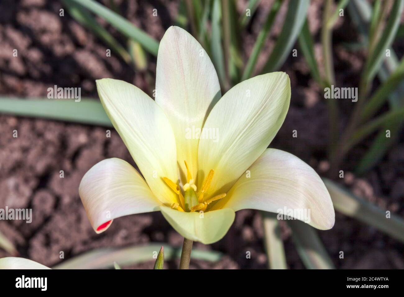 Tulip clusiana 'Tinka' a spring flowering bulb plant Stock Photo