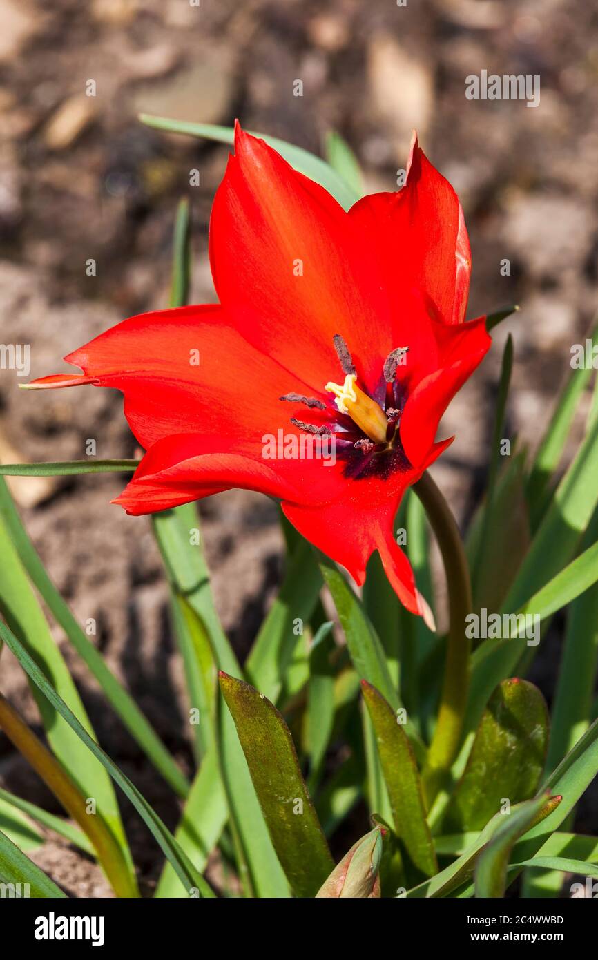 Tulip Linifolia a red spring flowering bulb plant Stock Photo