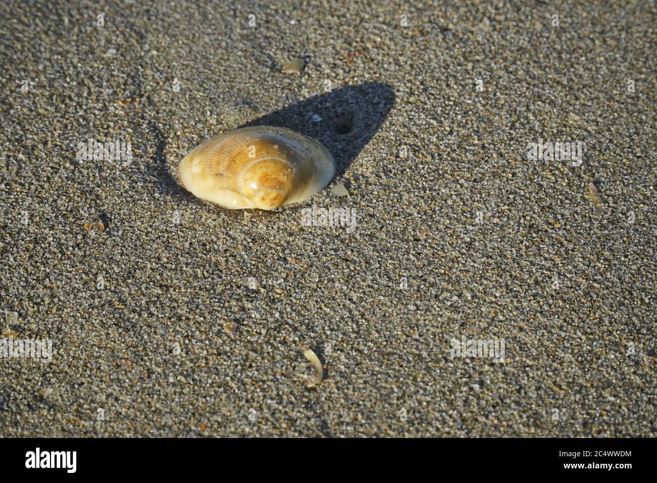 Looking down at a section of damp beach sand with a large sea shellwith  the afternoon sun casting a long shadow. Stock Photo