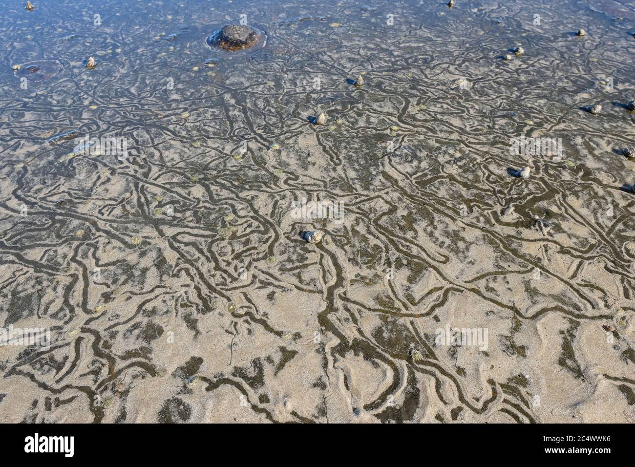 Looking down at trails, in wet sand, created by sea snails on a rock platform by the seashore. Stock Photo