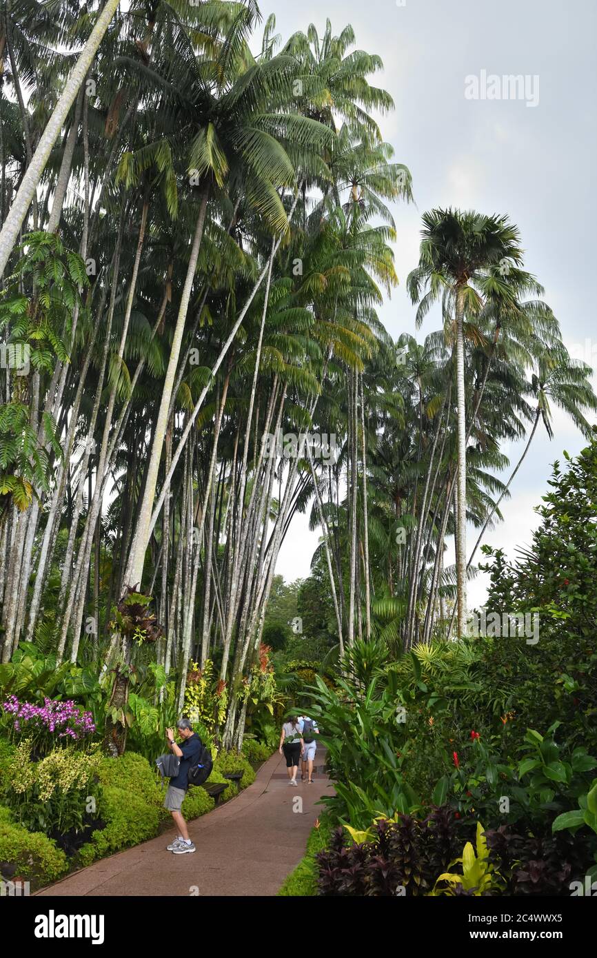 Tourists wander through the tree lined paths and admire exotic plants and lush shrubs in the Botanical Gardens in Singapore, Asia Stock Photo