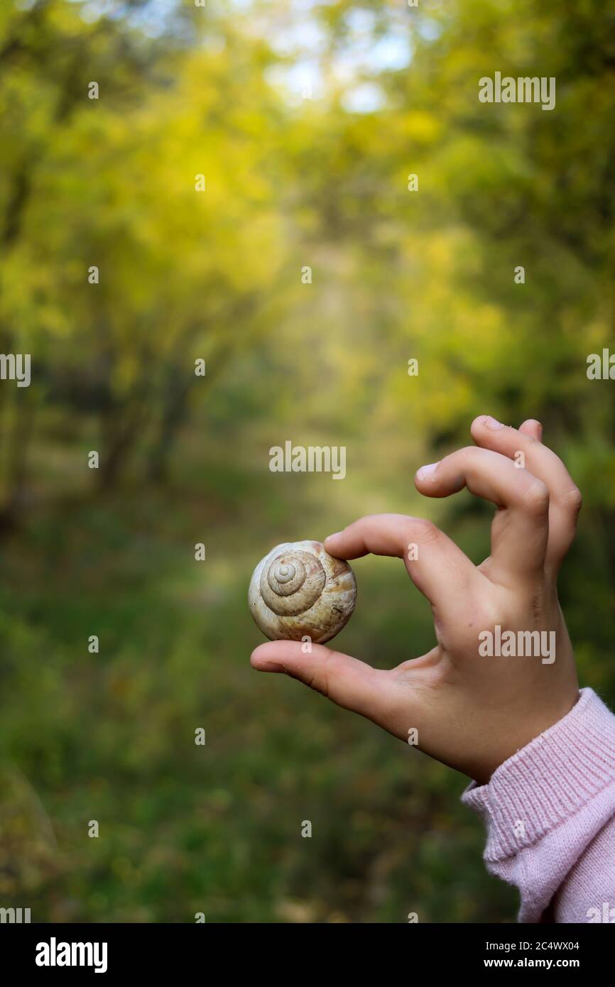 Childrens hand holds a snail in the autumn forest  Stock Photo