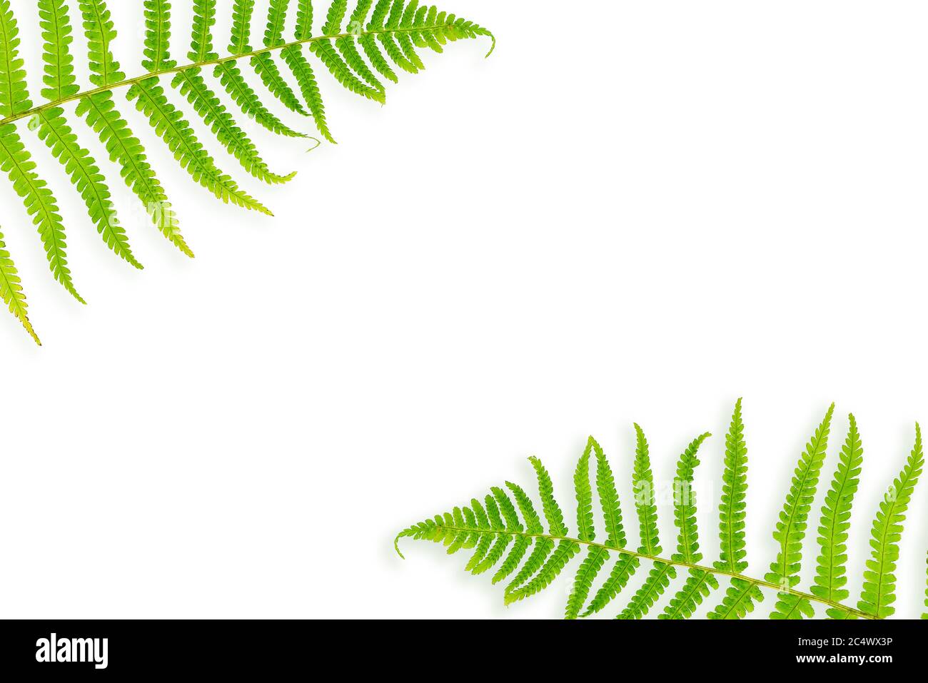 Green fern leaves isolated on a white background. Top view with a copy of the space. Stock Photo